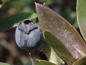 Arbusto sulle dune - Myrtus communis